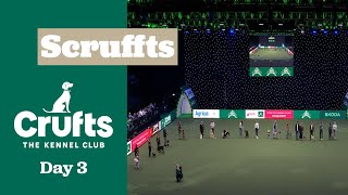 Scruffts Final | ​Crufts 2025