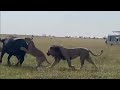 buffalo mother protecting her calf ends up being eaten