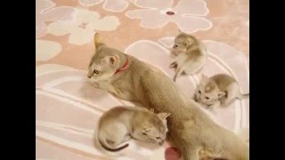 【アンファミリー】桃ママ頑張って子育てしてくれてます1/20子猫。2/10撮影。シンガプーラブリーダー