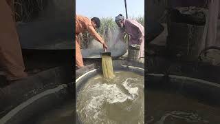 Amazing jaggery making #shorts