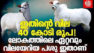 ഇതിന്റെ വില 40 കോടി രൂപ ! ലോകത്തിലെ ഏറ്റവുംവിലയേറിയ പശു ഇതാണ്  | 40 crore rupees | Indian breed cow