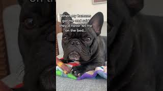 And he is the best cuddle #frenchbulldog #frenchbulldogpuppy #frenchies #dog #dogs #pet #pets #puppy