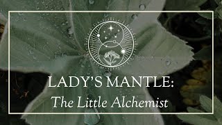 Lady's Mantle: The Little Alchemist