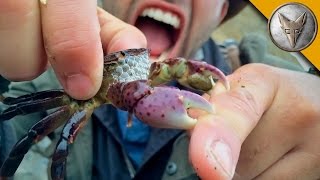 Brave Wilderness | PINCHED! One Crabby Lesson!