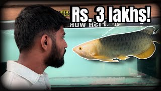 My Dream fish 😍🦈 || Cheapest Arowana || Kurla fish shop