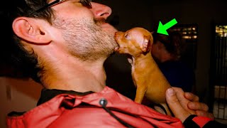 Man Adopts A Strange Puppy. Months Later, He Discovers It's Something Very DANGEROUS!