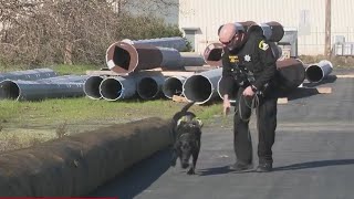 Sacramento County Sheriff's Office adds explosives-detecting dogs