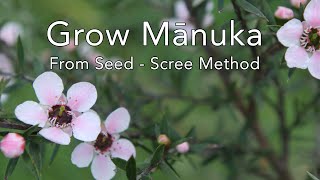 Grow Mānuka from seed: Scree Method