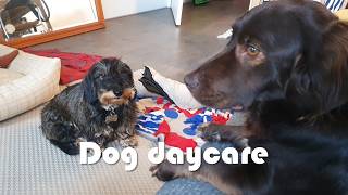 Eat, Play, Walk with New Dog | Dog daycare vlog