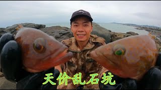 【小俞赶海】20天没来的乱石坑投20斤鱼饵，引来“天价”值钱海货不止一条发了