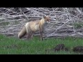 きつねがネコを威嚇する時の鳴き声cat flee surprised to the calls of a fox