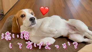 【ビーグル犬さつき】クールな表情で飼い主の心を惑わす犬。Satsuki the Beagle