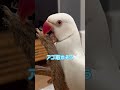 おサイコさんは今日も愛おしいヒゲ子を呼び続けます ワカケホンセイインコ shorts