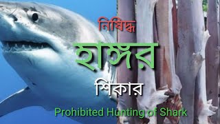 বঙ্গোপসাগরে চলছে অবাধে হাঙ্গর শিকার | হাঙ্গর মাছের শুটকি | Dry shark fish | Bay of Bengal| kuakata-2