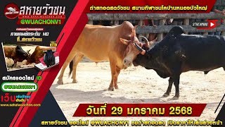 🔴LIVE #ถ่ายทอดสดวัวชน | สนามกีฬาชนโคหนองบัวใหญ่ | 29/01/67 #วัวชนวันนี้ #ดูวัวชนสด #ไลฟ์สด