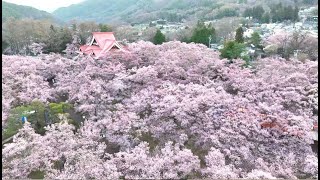 春らんまん「天下第一の桜」見ごろに　ドローンで空中散歩 　淡いピンク色が一面に