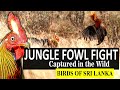 JUNGLE FOWLS FIGHT!!! | Gallus lafayettii | Birds of Sri Lanka