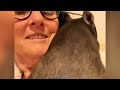 woman helps crying baby wombat what happened next is unbelievable 😲