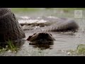 anaconda the giant serpent of the amazon snake exploration