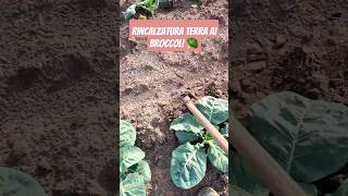 Rincalzatura della terra con la zappa ai broccoli 🥦 #farm #agriculture #handmade #asmr #work #hoe