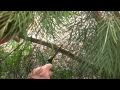 How to Prune Grevilleas - Australian Native Plants - Pruning Grevilleas