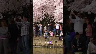 Sakura Splendor: Witnessing the Magic of Japanese Cherry Blossoms #hikeonhills #travelfacts #nature