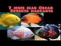 7 jenis ikan Oscar beserta harga jualnya