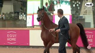 N 93 ENAD AF   Sentower Diamond Trophy 2021   International Show   Stallions 4 6 Years Old Class 10