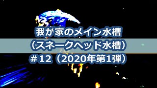 再DEBUTの結果は？：我が家のメイン水槽 （スネークヘッド水槽） ＃12（2020年第1弾）