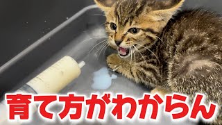 [Urgent] I rescued a stray baby cat, but I don't know what to do...