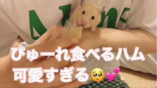 はじめてハムハムピューレを食べたハムスターがかわいすぎた🥺【キンクマ・ゴールデン】