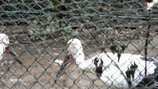 Clattering.Oriental Stork.コウノトリのクラッタリング（くちばし音）。