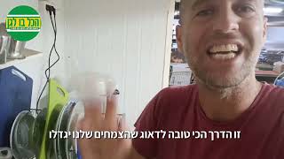 השקיה נכונה של צמחי בית