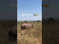 HUGE RHINO😱#shorts #viral#trending #shortsfeed #animals #wildlife #nature #rhino #wildcreatures