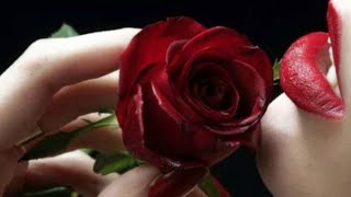 Happy Rose Day WhatsApp Status//Happy Rose Day Status//Happy Rose Watsapp Status 2022