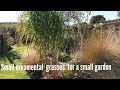 Small ornamental grasses for a small garden