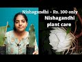 Rare Nishagandhi care /Brahmakamal plant care. Nishagandhi at Rs.100 only