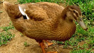 Khaki Campbell Ducks | Lay More Eggs Than Most Chickens