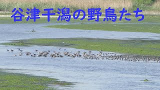 谷津干潟の野鳥たち