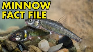 Eurasian Minnow: Fact File (British Wildlife Facts)