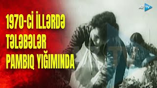 1970-ci illərdə tələbələrin pambıq yığımı – AzTV-nin “Qızıl Fond”undan NADİR GÖRÜNTÜLƏR