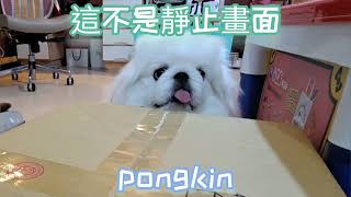 北京狗pongkin3個月vs1歲 #北京狗