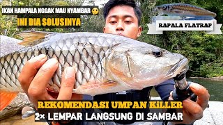 REKOMENDASI UMPAN JITU CASTING IKAN HAMPALA ARUS DERAS RAPALA FLATRAP