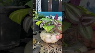 How to grow money plant cutting in bottle Pothos indoor glass bottle decor idea #shorts #plants #diy