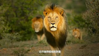 三只雄狮入侵了大狮群的领地，正在酝酿一场史诗级大战│Lions