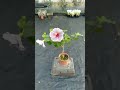 臺中茶花hibiscus－扶桑花　：　福爾摩沙釉紫