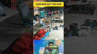 Leopard Attacks on Sleeping Dog in Pune