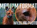 New Fujifilm GFX100s II + 500mm f5.6 - A wildlife photographers dream.