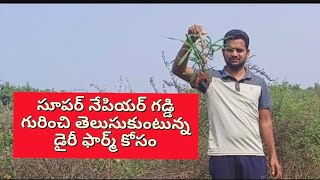 సూపర్ నేపియర్ గడ్డి గురించి తెలుసుకుంటున్న డైరీ ఫార్మ్ కోసం.pls subscribe my channel.