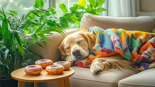 Relaxing Music for Dogs 🐶💖 Calm Anxious Pets and Relieve Separation Anxiety